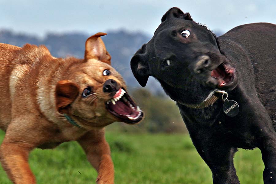 “Dog Wars” in LA’s Elysian Park